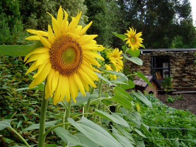 my sunflowers