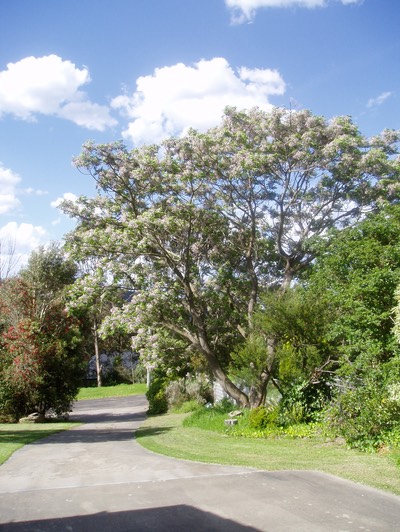 our cedrus albans - white cedar